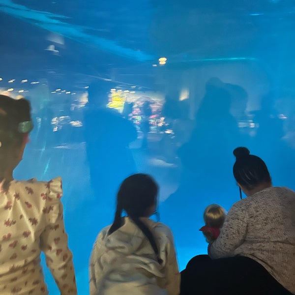 3/24/2024 tarihinde MJ.ziyaretçi tarafından Shedd Aquarium'de çekilen fotoğraf