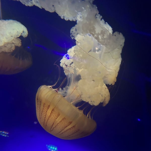 Photo taken at The Florida Aquarium by MJ. on 4/9/2023