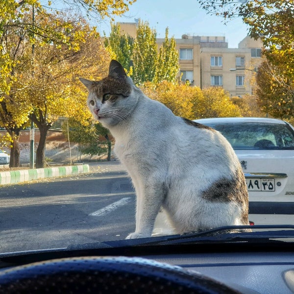 Photos at Manzariyeh Park  پارک منظریه - Park in Tabrīz