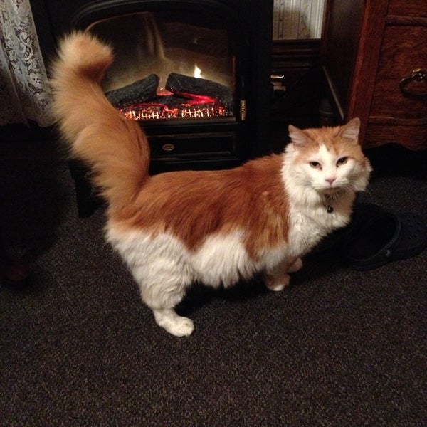 Marmalade Cat Bed And Breakfast Bed and Breakfast in Watkins Glen