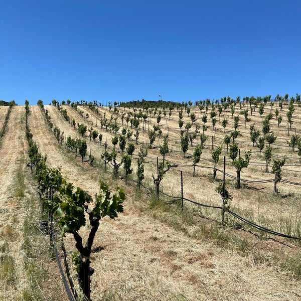 Ridge Vineyards Lytton Springs 23 tips from 2072 visitors