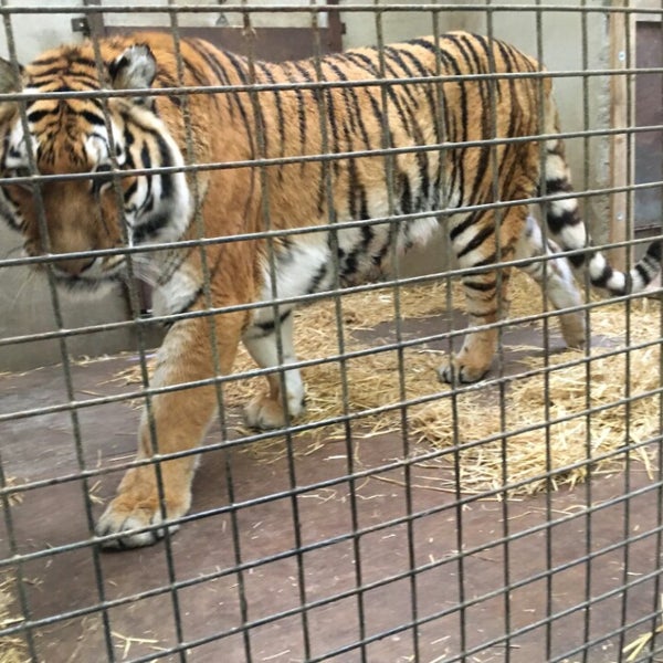 Dartmoor Zoological Park Zoo in Sparkwell