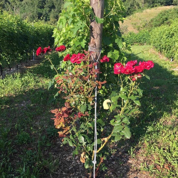 Sapete perché si piantano le rose nel vigneto?    https://www.vogadorivini.it/rose-nel-vigneto/