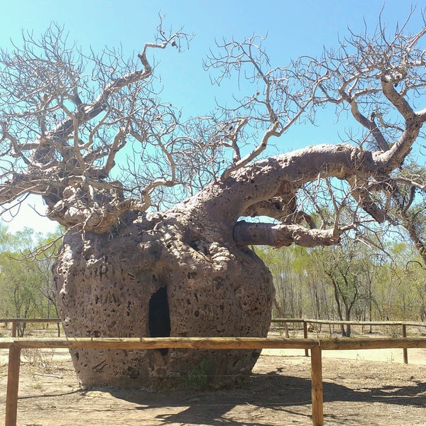 Tree 40
