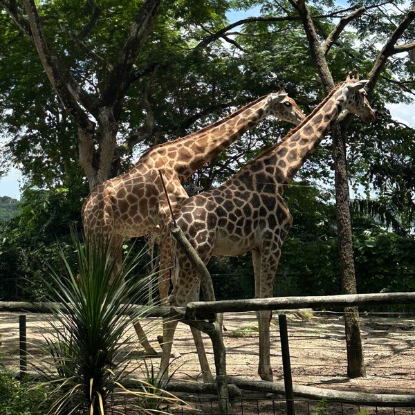 Photo taken at Singapore Zoo by Kar ling S. on 4/13/2024