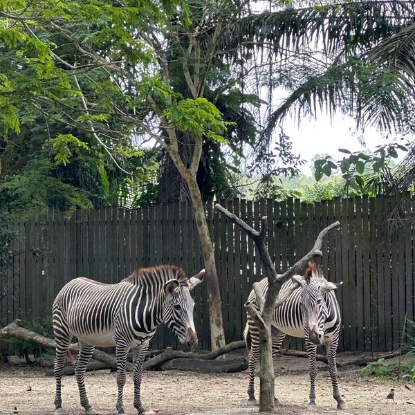 Снимок сделан в Singapore Zoo пользователем Kar ling S. 4/13/2024
