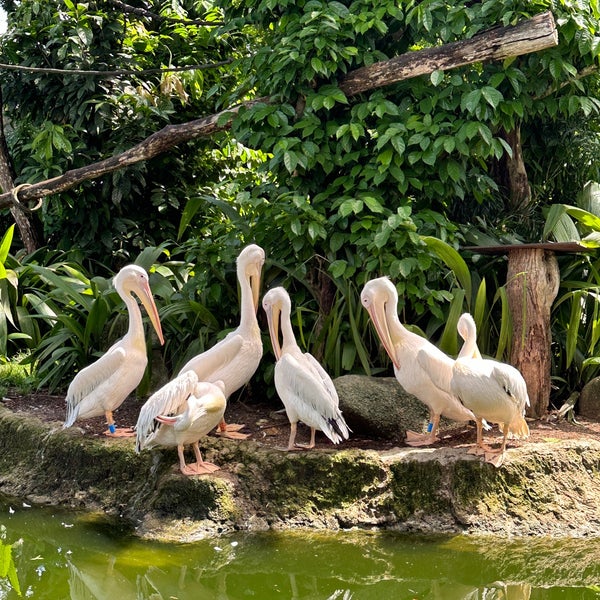 Photo taken at Singapore Zoo by Kar ling S. on 4/13/2024