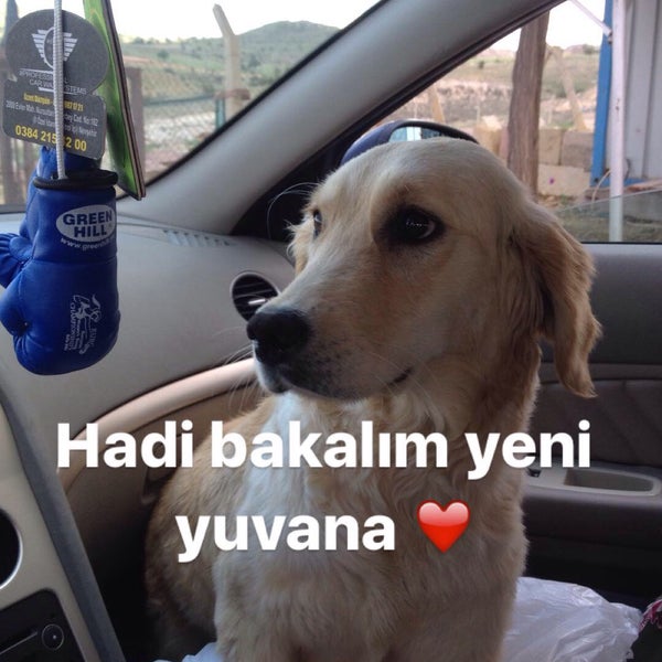 Nevsehir Belediyesi Kopek Barinagi Animal Shelter In Nevsehir Merkez