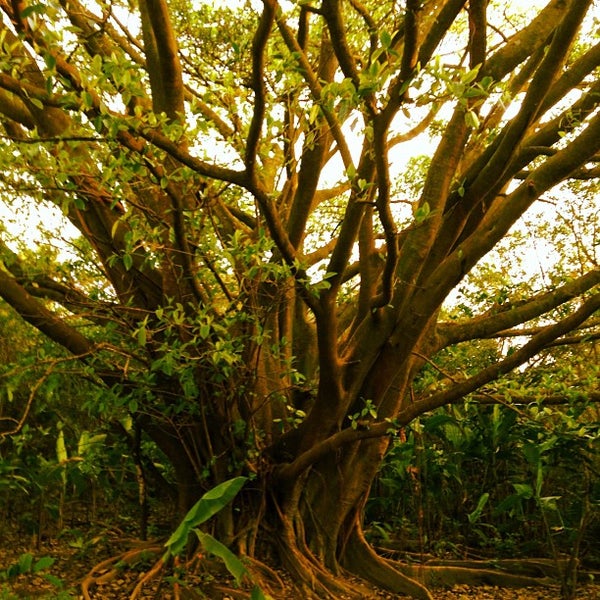 Parque Nacional Volcan Arenal - La Fortuna