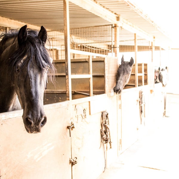 12/19/2015にAnthonyがLos Angeles Equestrian Centerで撮った写真