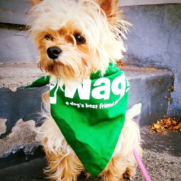 12/16/2015 tarihinde Wag! Dog Walkingziyaretçi tarafından Wag! Dog Walking'de çekilen fotoğraf