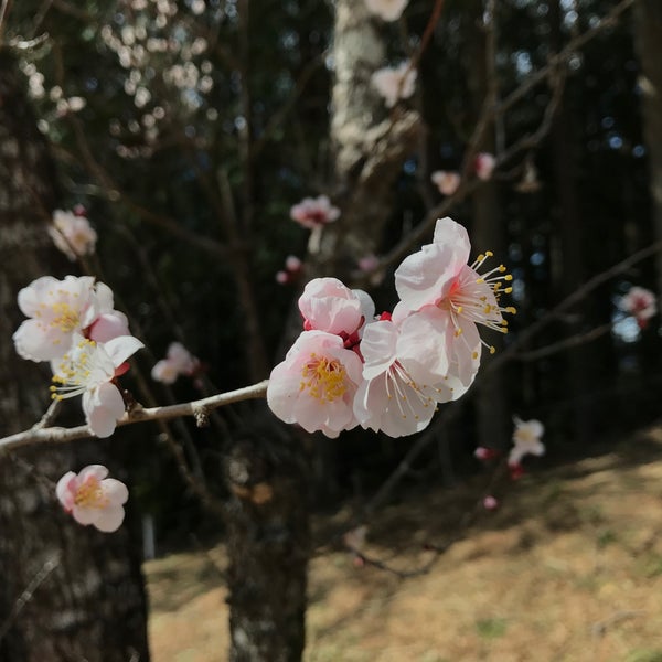 Photos At メイフラワーゴルフ倶楽部 Golf Course In 矢板市