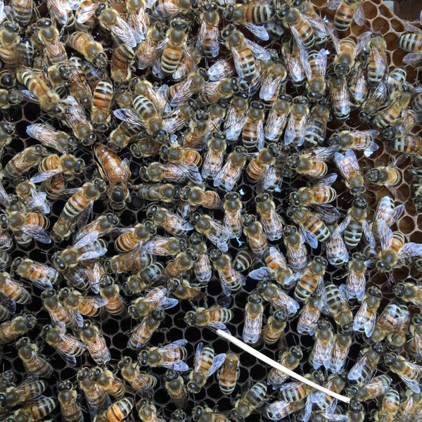 2/6/2016에 R.🕴🏻 R.님이 Big Bee Farm (Pattaya)에서 찍은 사진