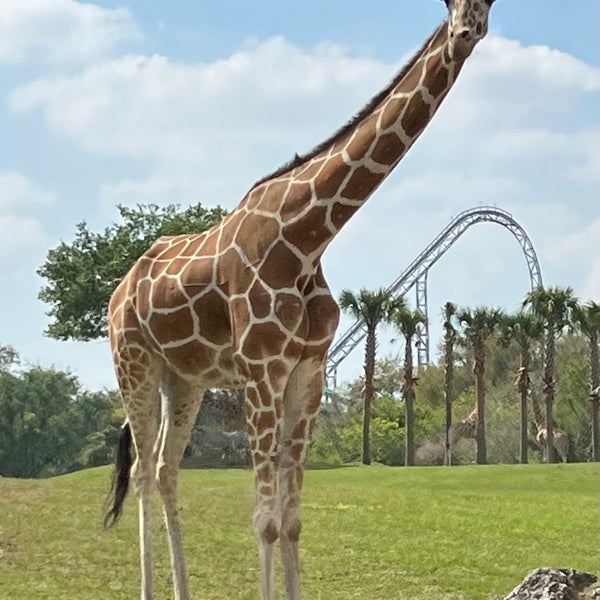 Das Foto wurde bei Busch Gardens Tampa Bay von R. Dan R. am 2/25/2023 aufgenommen