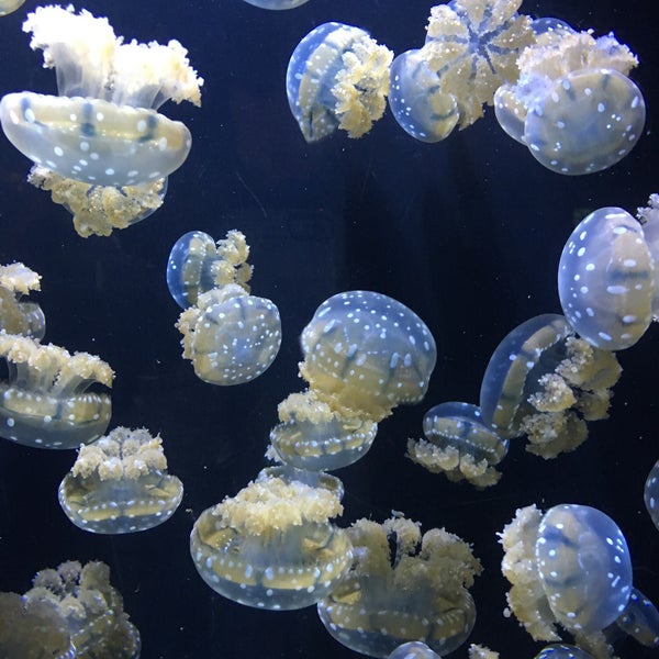 Foto tomada en Oklahoma Aquarium  por Yarilie M. el 12/21/2015