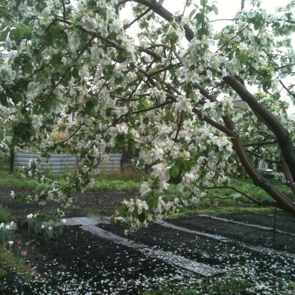 Купить Сад Любитель 2