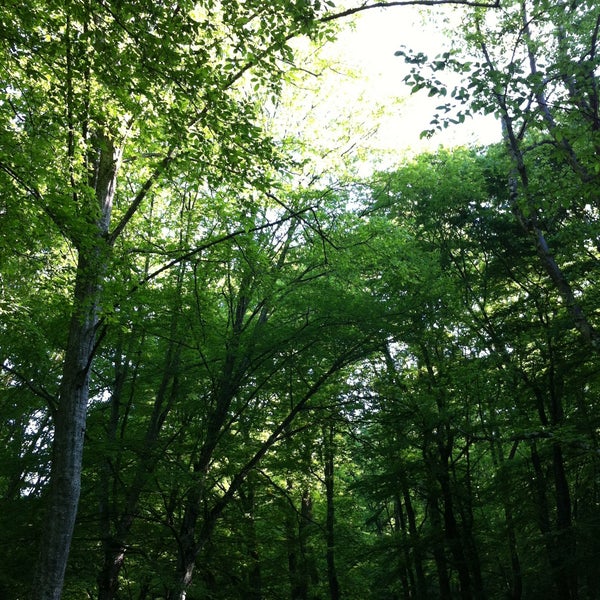 5/5/2013にMurat A.がBelgrad Ormanıで撮った写真