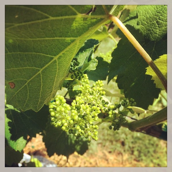 รูปภาพถ่ายที่ Stinson Vineyards โดย Stinson V. เมื่อ 5/25/2015