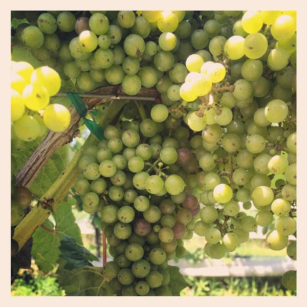 รูปภาพถ่ายที่ Stinson Vineyards โดย Stinson V. เมื่อ 8/1/2015