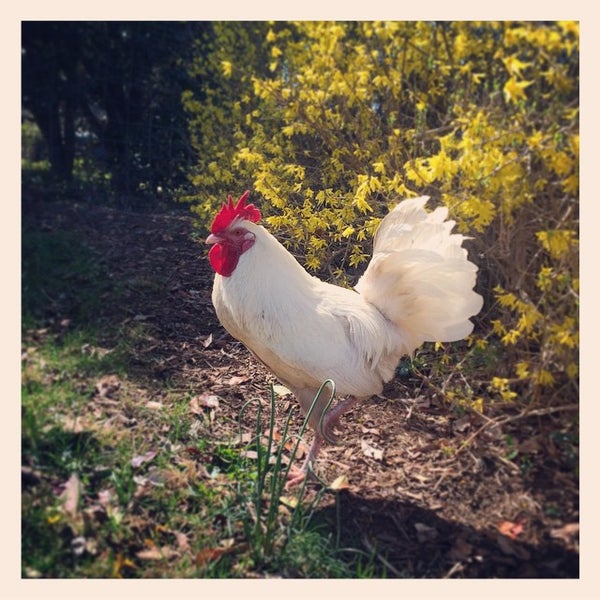 4/5/2015 tarihinde Stinson V.ziyaretçi tarafından Stinson Vineyards'de çekilen fotoğraf