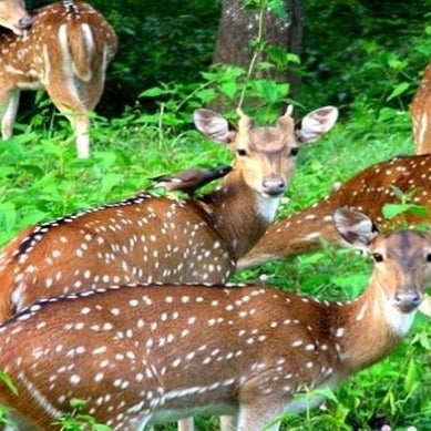 Image result for parambikulam wildlife sanctuary