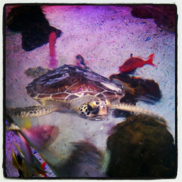 Das Foto wurde bei Sea Life Aquarium von Doug G. am 11/3/2012 aufgenommen