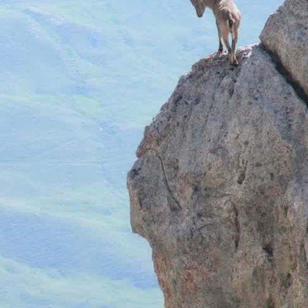 ибексы-скалолазы козлы. горный козел на скале видео. альпийский горный козёл ибекс. альпийский ибекс. горный козел на скале.