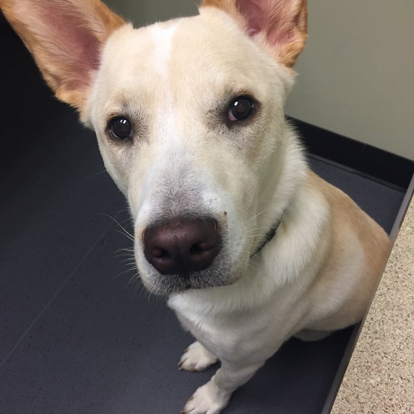 Glenwood Falls Animal Hospital Veterinarian in Cypress