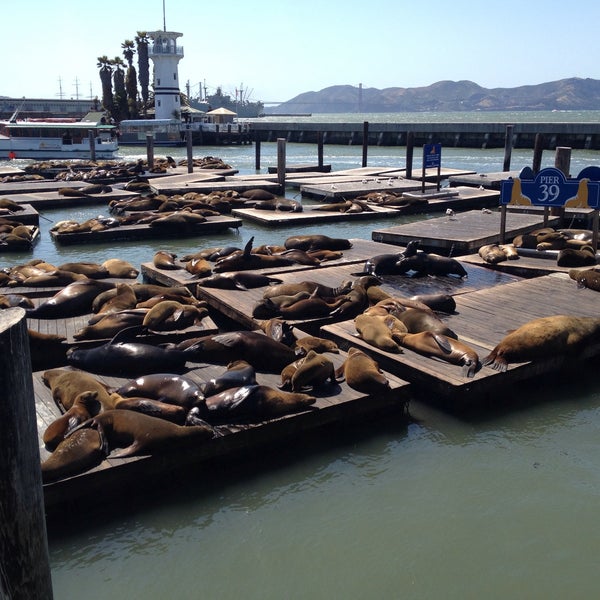 Sea Lions at Pier 39  The Marina, Fisherman's Wharf & the Piers