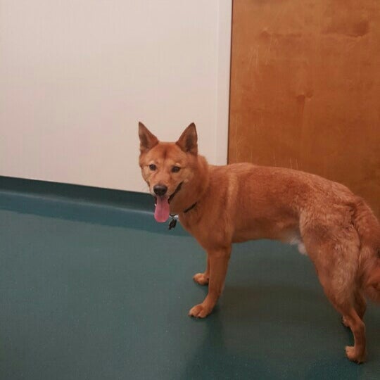 ABC Liquor Store Apex, NC