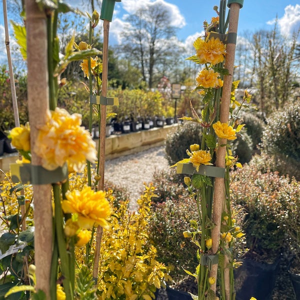 Fotos en Bridgemere Garden Centre 11 tips