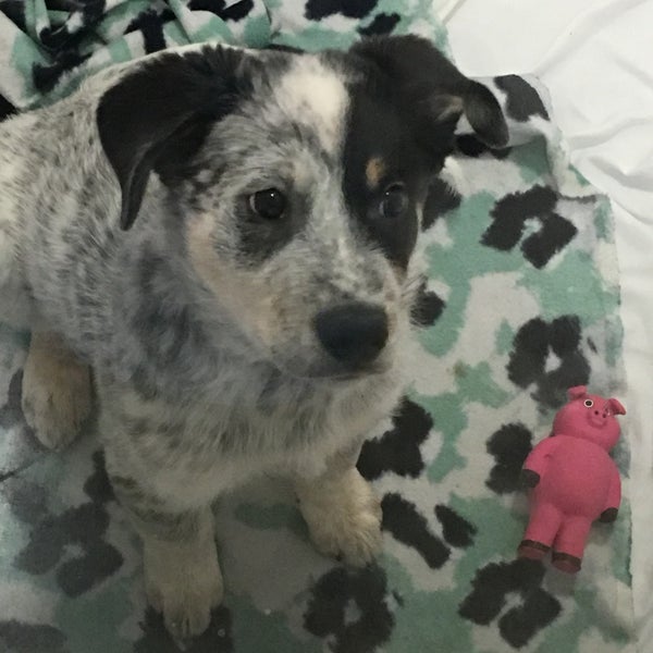 Calgary Humane Society Pet Supplies Store in Southeast Calgary