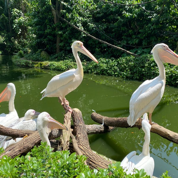 Foto scattata a Singapore Zoo da Hinepochi I. il 3/26/2022