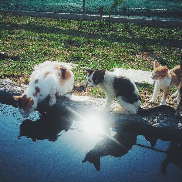 Photos at Pusat Perlindungan Kucing Putrajaya - Pet Service in 