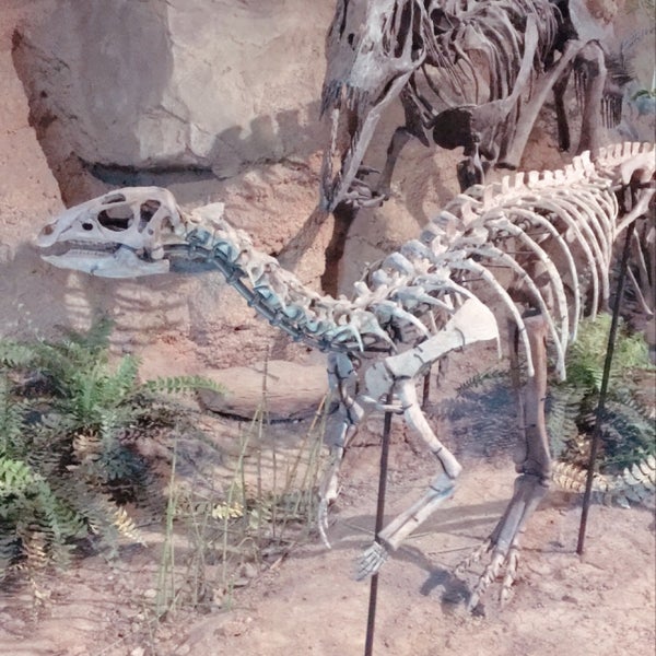 Foto scattata a Carnegie Museum of Natural History da Ian E. il 8/23/2020