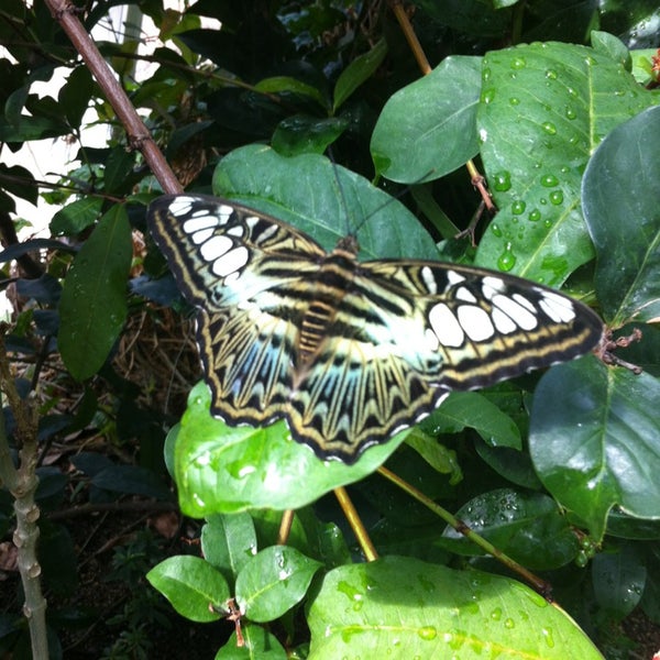 Foto scattata a Butterfly House at Faust County Park da Ian G. il 3/9/2013