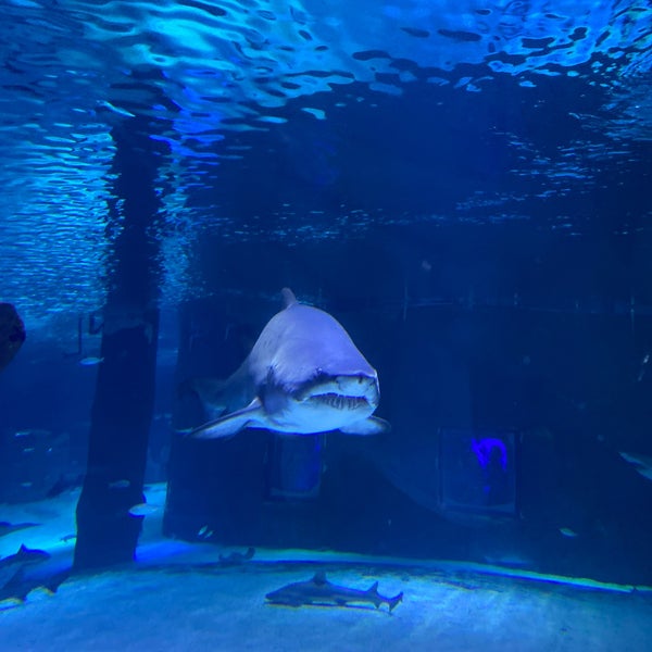 Foto diambil di Antalya Aquarium oleh Ayşe Nur Ç. pada 11/6/2022
