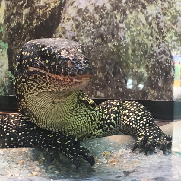 Tuen Mun Park Reptile House 屯門公園爬蟲館 屯门 屯門, 屯門區