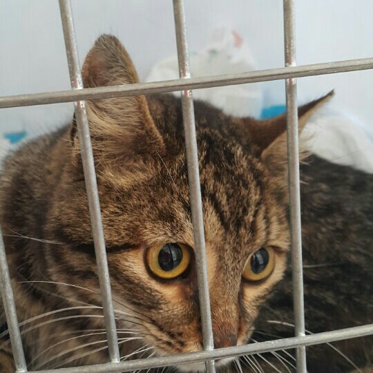 goztepe veteriner klinigi merdivenkoy istanbul istanbul