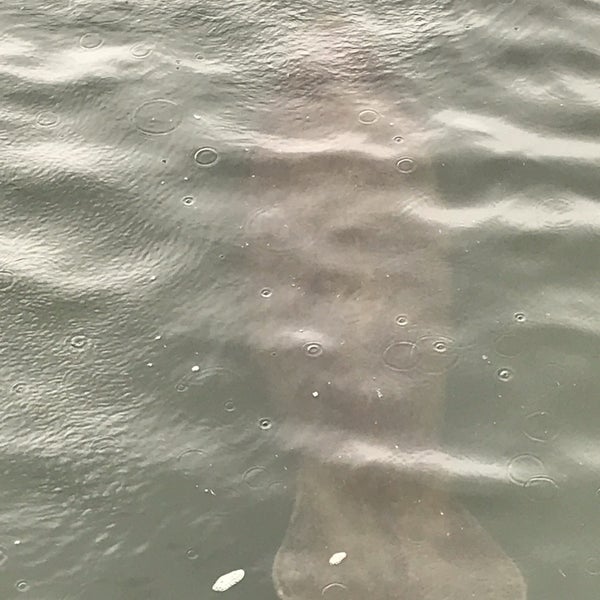 Foto scattata a Manatee Viewing Center da Gregorio B. il 12/23/2019