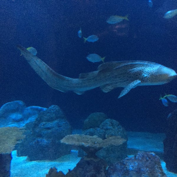 รูปภาพถ่ายที่ Shedd Aquarium โดย Alexandre W. เมื่อ 6/3/2015