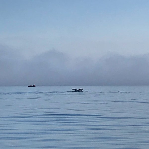 Foto scattata a Eagle Wing Whale &amp; Wildlife Watching Tours da Craig P. il 10/19/2018