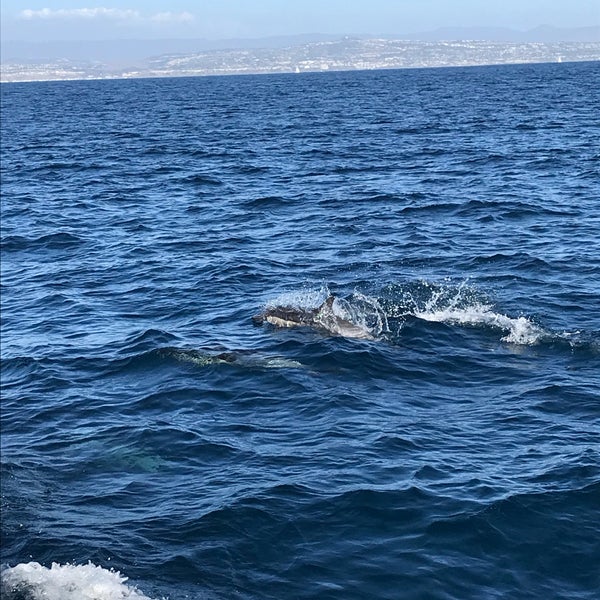 Photo taken at Capt. Dave&#39;s Dana Point Dolphin &amp; Whale Watching Safari by Craig P. on 10/9/2018