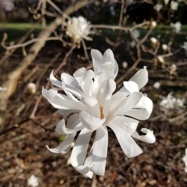 Photo taken at Cylburn Arboretum by Adrian G. on 4/8/2018