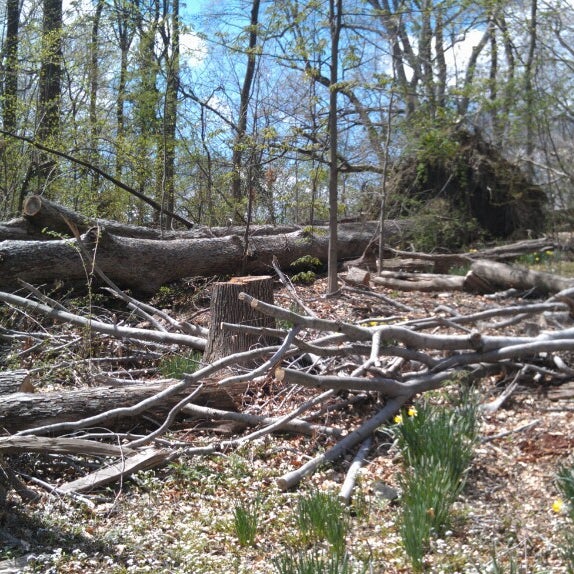 Photo taken at Cylburn Arboretum by Adrian G. on 4/13/2013