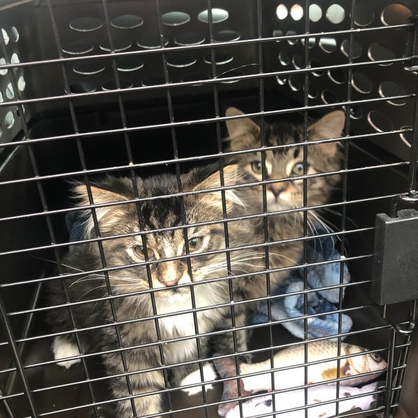 Animal Ark Veterinary Northwest Side Chicago, IL