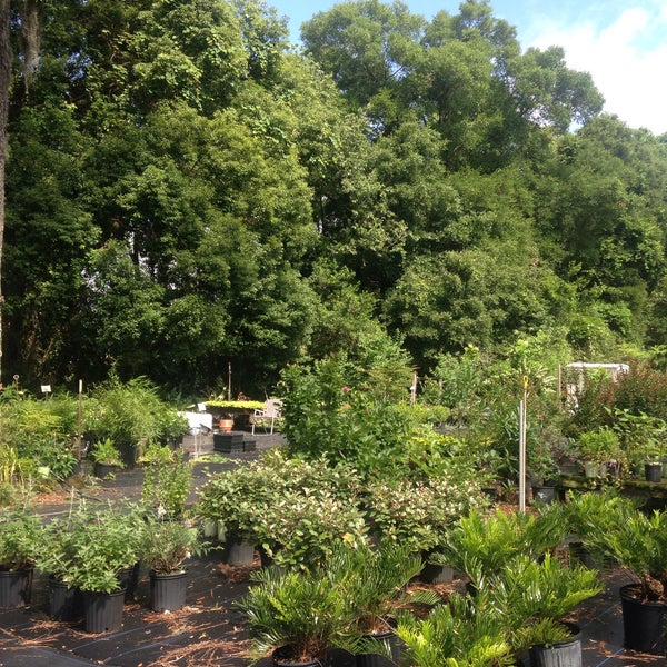 ангирантериум помпон растение выращивание. Place plant. плант плейс. жардин медитериан сады средиземноморья. вертикальное озеленение арки.