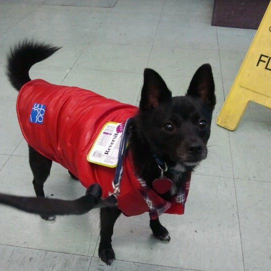 Petland discounts manhattan sales