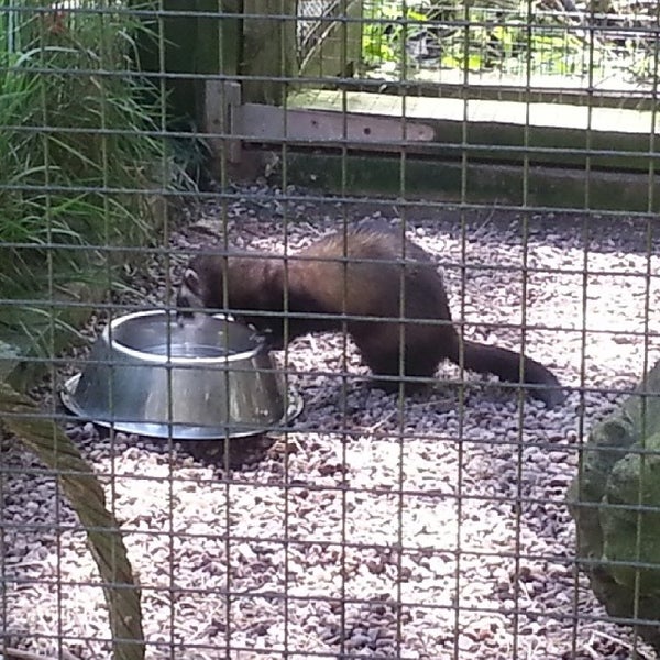 The Chestnut Centre Otter, Owl & Wildlife Park (Now Closed) - Farm