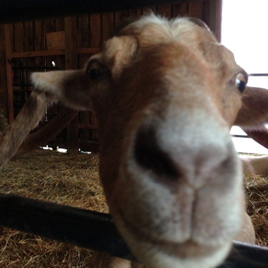 9/28/2012에 Arthur H.님이 Woodstock Farm Animal Sanctuary에서 찍은 사진